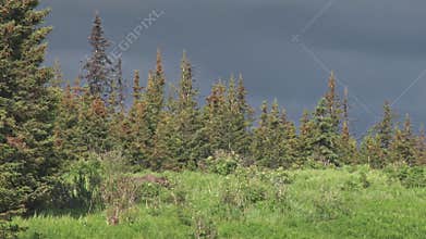 Moose on stormy forest ridge