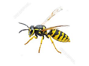 Yellow Jacket Wasp Insect Isolated on White