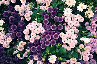 Violet ball-shaped Flowers