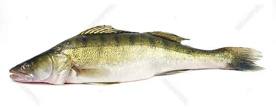 Walleye zander fish