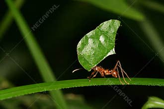 Leaf-cutting ant