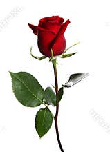 Red rose