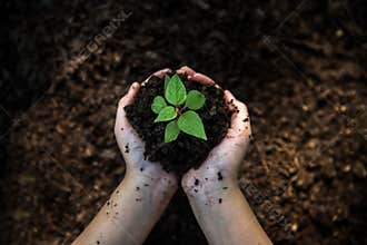 Hands child holding young plants on the back soil in the nature park of growth of plant