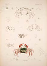 Illustrations of animal.