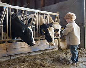 Child farmer and cows