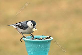 Nuthatch with Peanut