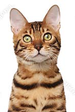 Bengal cat