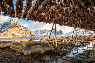 Dried cod