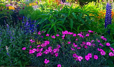 Show Garden with Summer Flowers