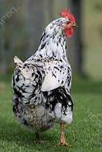 Female Hen