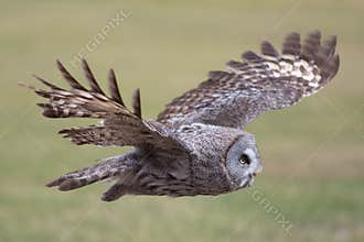 Owl flying. Great grey owl in level flight. Beautiful bird of pr