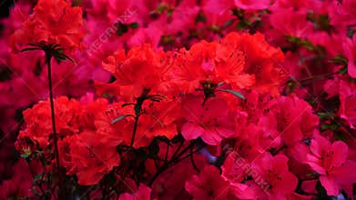 Pink and red flowers blossoming in garden.