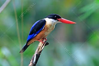 Black-capped Kingfisher Halcyon pileata Beautiful Birds of Thailand
