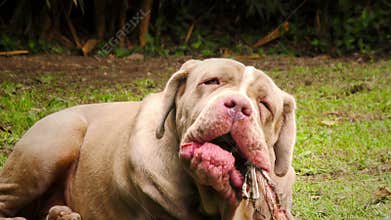 Laid Down Neapolitan Mastiff Chewing A Raw Animal Bone