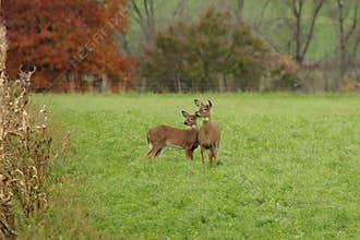 Autumn Whitetails