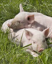 Small pigs