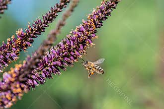 Bee collecting honey on the flowers of an ordinary indigo tree