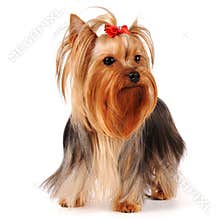 Yorkshire terrier stands isolated on white