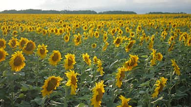 Flowering sunflowers on a background sunset. Sunflowers in the Field Swaying in the Wind. Close-up. Beautiful fields