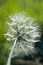 Flower of Yellow Goat's Beard