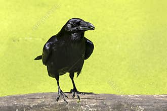 Raven
