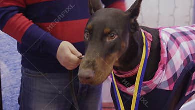 Friendly Doberman Pinscher in pink clothes standing on table at dog exhibition