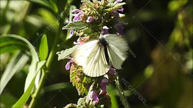 Cabbage white butterfly warming its wings in summer sun