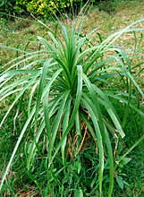 Grass.Green plant stock image
