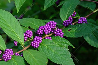 Callicarpa Americana in bright sun