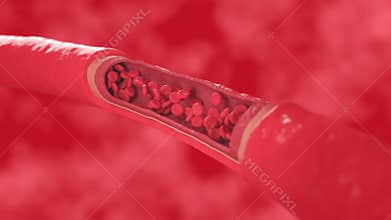 red blood cells flow inside a healthy vessel, cross section artery view.