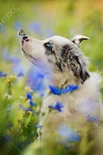 Border collie puppy with butterfly on his nose