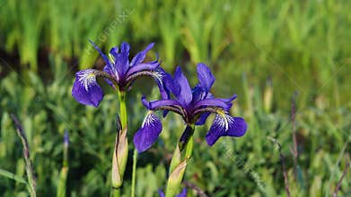 Northern Blue Flag, Iris Versicolor.