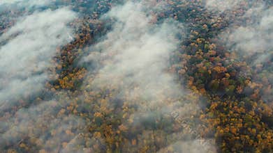 Top view of autumn forest and morning fog flying over the forest. Colorful trees in a dense forest