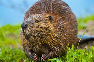 Wild Beaver