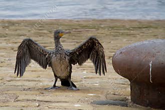 Oil covered cormorant 2