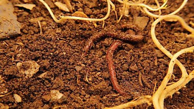 Life teems in fertile soils. Earthworms, moth larvae. Underground insects, bugs