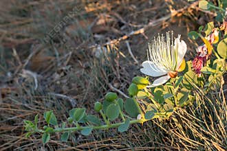 Flowering plant Capparis spinosa. White flowers and buds with green leaves. Vegetable culture: unblown flower buds are