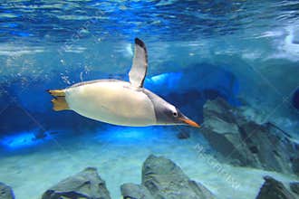 Penguin underwater in sea cave scenery