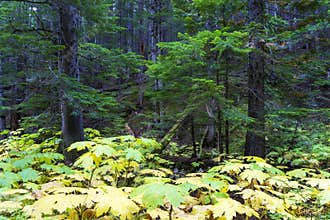 Retallack Cedars Trail Old Growth Forest
