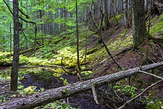 Retallack Cedars Trail Old Growth Forest