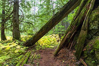 Retallack Cedars Trail Old Growth Forest