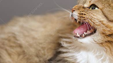 Angry hissing cat on gray studio background, animal emotions,fear and hostility, aggression and protection