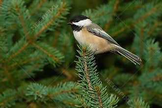 Black-capped Chickadee - Poecile atricapillus