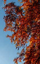 A lot of autumn fall coloured tree leaves in amazing morning sunrise warm light, seasons specific