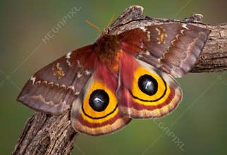 IO Moth