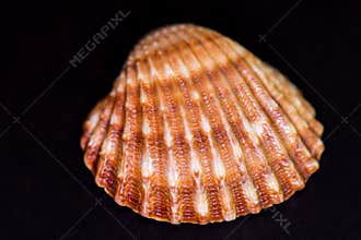 A Colorful Seashell on a Dark Background