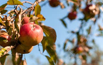 Fresh apple fruits.