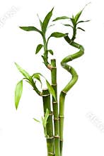 Lucky bamboo plant