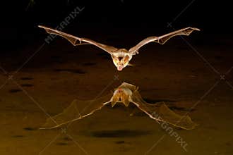 Little Brown Bat