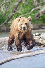 Ruling the landscape, brown bears of Kamchatka Ursus arctos beringianus